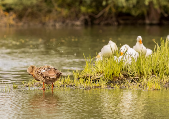 Traffic Management Plans